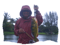 Florida fly fishing trips for Peacock bass in South Florida! 