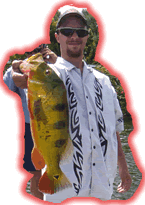 Fly fishing enthusiasts, trips for the hard fighting Peacock bass right here in the USA! 